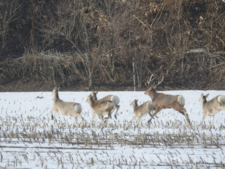 北海道の自然の中で暮らすエゾシカ 