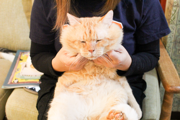 岐阜店で一番の推し「虎太（こた）くん」可愛らしいなんとも言えない表情 