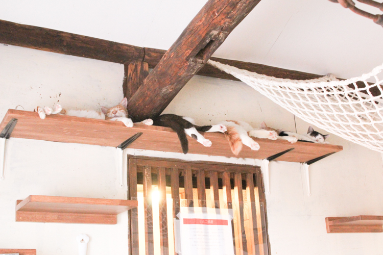 上の方にいる子は、まだ人慣れしていないので、そっとしておくのがベスト 