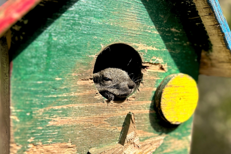 マイペースに暮らす姿がかわいらしいタイワンリス